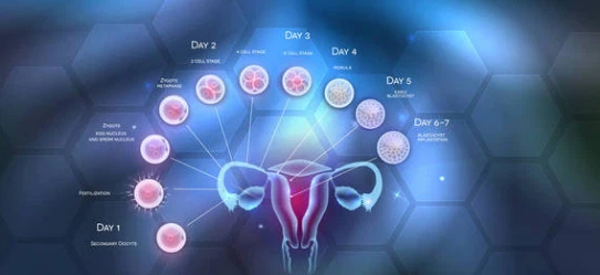 Chorionic Gonadotropin | Shaanxi Achieve chem-tech Co.,Ltd Chorionic Gonadotropin | Shaanxi Achieve chem-tech Co.,Ltd