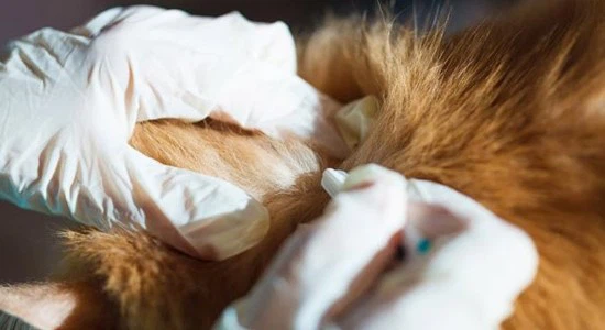 Fluralaner Drops | Shaanxi BLOOM Tech Co., Ltd Fluralaner Drops | Shaanxi BLOOM Tech Co., Ltd