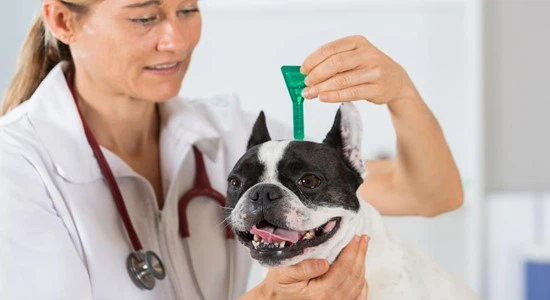 Fluralaner Drops | Shaanxi BLOOM Tech Co., Ltd Fluralaner Drops | Shaanxi BLOOM Tech Co., Ltd