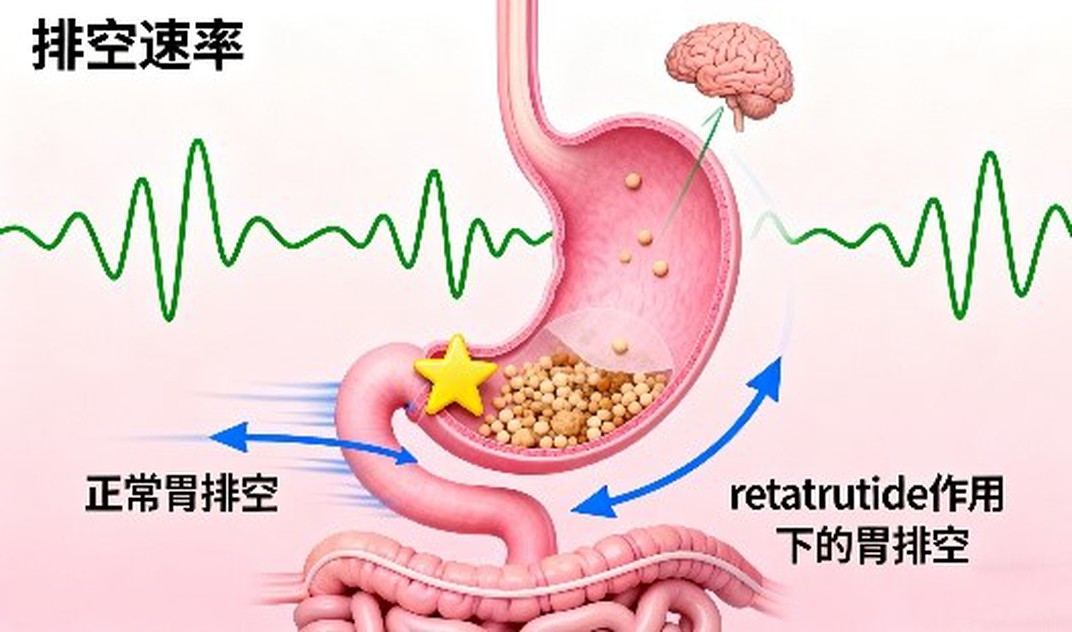 Gastric Emptying Rate | Shaanxi Bloom Tech Gastric Emptying Rate | Shaanxi Bloom Tech