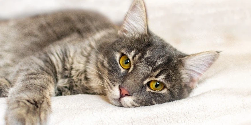 Fluralaner Drops Quick Action | Shaanxi Bloom Tech Fluralaner Drops Quick Action | Shaanxi Bloom Tech