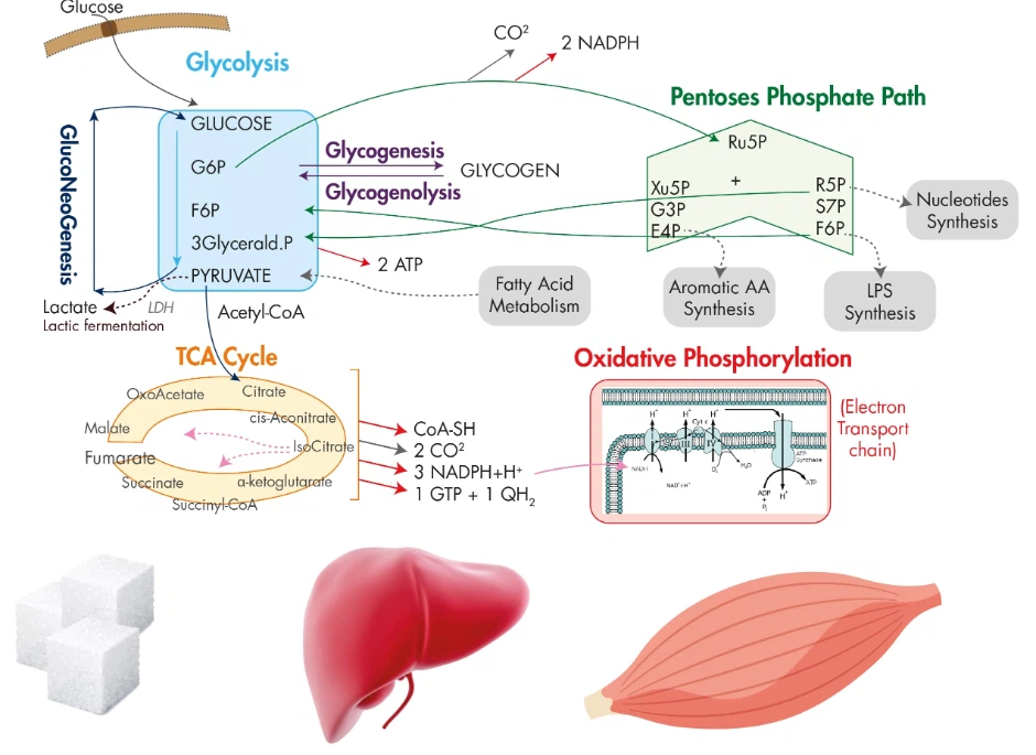 Glucose Metabolism | Shaanxi Bloom Tech Glucose Metabolism | Shaanxi Bloom Tech