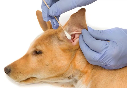 Fluralaner Tablet use| Shaanxi BLOOM Tech Co., Ltd Fluralaner Tablet use| Shaanxi BLOOM Tech Co., Ltd