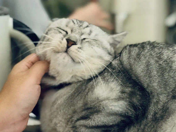 GS-441524 Injection step | Shaanxi BLOOM Tech Co., Ltd GS-441524 Injection step | Shaanxi BLOOM Tech Co., Ltd