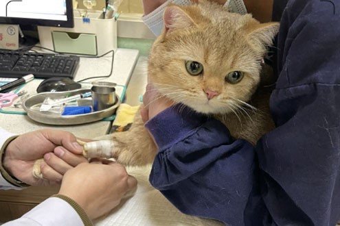 GS-441524 Buy | Shaanxi BLOOM Tech Co., Ltd GS-441524 Buy | Shaanxi BLOOM Tech Co., Ltd