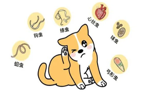 Fluralaner Online | Shaanxi BLOOM Tech Co., Ltd Fluralaner Online | Shaanxi BLOOM Tech Co., Ltd