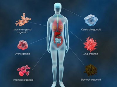 Glutathione Cost | Shaanxi BLOOM Tech Co., Ltd Glutathione Cost | Shaanxi BLOOM Tech Co., Ltd