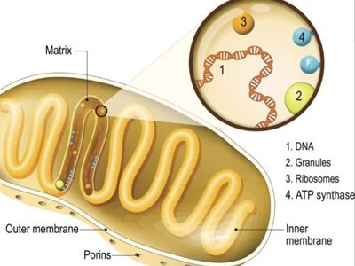 Glutathione 500mcg | Shaanxi BLOOM Tech Co., Ltd Glutathione 500mcg | Shaanxi BLOOM Tech Co., Ltd