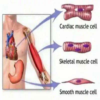 Bioglutide NA-931 Cost | Shaanxi BLOOM Tech Co., Ltd Bioglutide NA-931 Cost | Shaanxi BLOOM Tech Co., Ltd