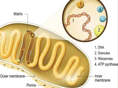 Bioglutide NA-931 Online | Shaanxi BLOOM Tech Co., Ltd Bioglutide NA-931 Online | Shaanxi BLOOM Tech Co., Ltd