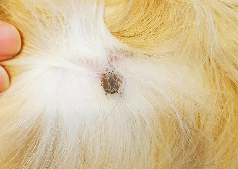 Fluralaner parasites | Shaanxi BLOOM Tech Co., Ltd Fluralaner parasites | Shaanxi BLOOM Tech Co., Ltd