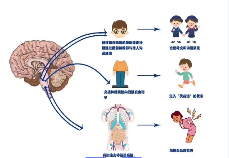 Bioglutide vagal | Shaanxi BLOOM Tech Co., Ltd Bioglutide vagal | Shaanxi BLOOM Tech Co., Ltd