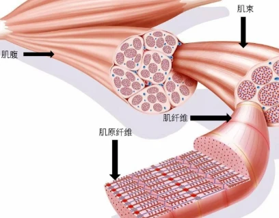 Bioglutide Cost | Shaanxi BLOOM Tech Co., Ltd
