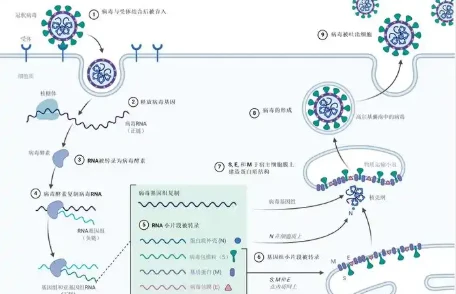 GS-441524 Post | Shaanxi BLOOM Tech Co., Ltd GS-441524 Post | Shaanxi BLOOM Tech Co., Ltd