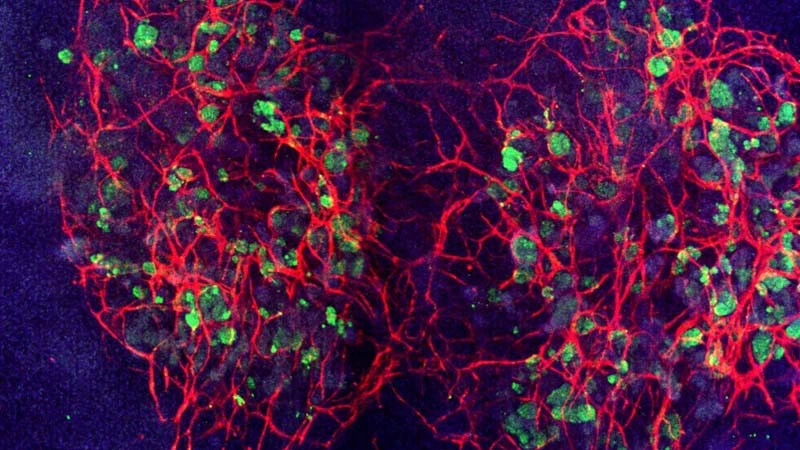 BPC 10mg+TB 10mg BPC 10mg+TB 10mg