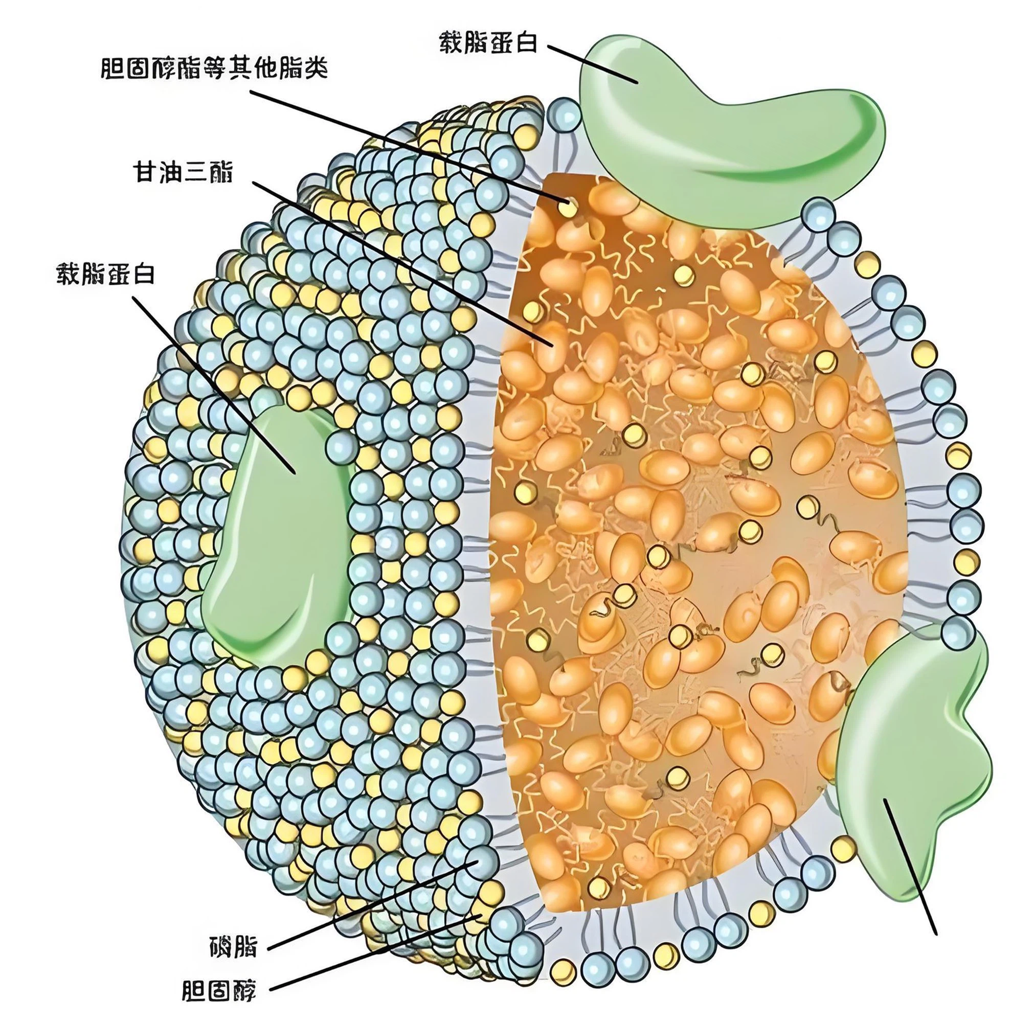 Raloxifene Cost | Shaanxi BLOOM Tech Co., Ltd Raloxifene Cost | Shaanxi BLOOM Tech Co., Ltd